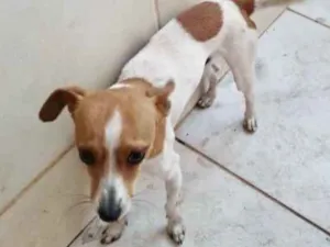 Cachorro raça SRD idade 1 ano nome Pluto 