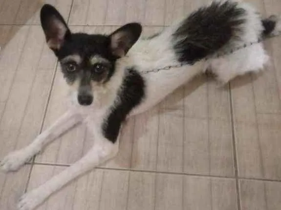 Cachorro ra a Vira lata idade 7 a 11 meses nome Minnie