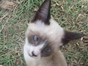 Gato raça  idade 2 a 6 meses nome Vaíth