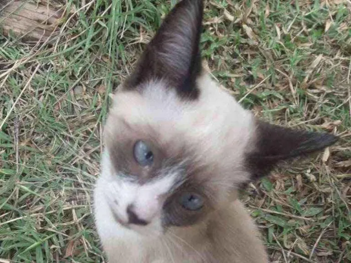 Gato ra a  idade 2 a 6 meses nome Vaíth