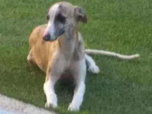 Cachorro raça Wipitt  idade 7 a 11 meses nome Guga
