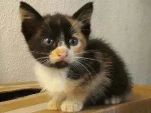 Gato raça Vira lata idade 2 a 6 meses nome Ainda não tem nome