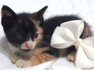 Gato raça Vira lata idade 2 a 6 meses nome Ainda não tem nome