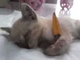 Ainda não tem nome