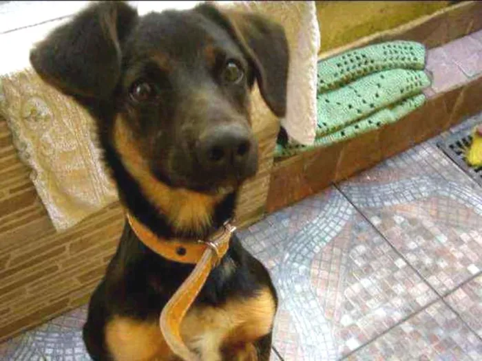 Cachorro ra a Indefinida idade 7 a 11 meses nome Bidu
