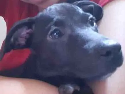 Cachorro ra a Sem raça definida idade 2 a 6 meses nome Maria