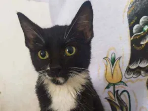 Gato raça  idade 2 a 6 meses nome Penélope e Pabllo