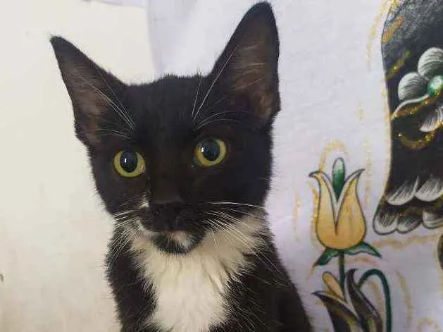 Gato ra a  idade 2 a 6 meses nome Penélope e Pabllo