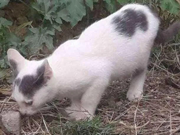 Gato ra a  idade 2 a 6 meses nome Omar