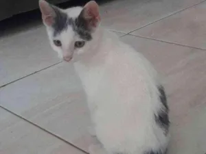 Gato raça  idade 2 a 6 meses nome Omar