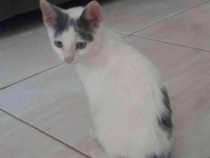 Gato ra a  idade 2 a 6 meses nome Omar