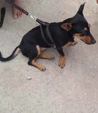Cachorro ra a srd idade 1 ano nome Sem nome