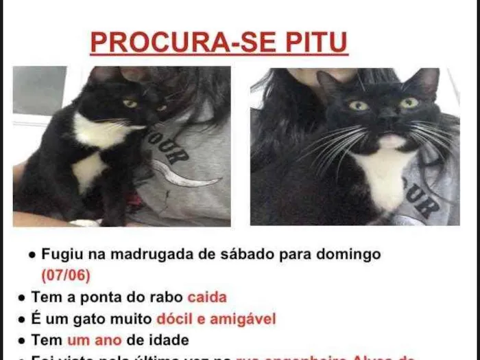 Gato ra a Rsd idade 1 ano nome Pitu