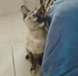 Nina Linda gatinha