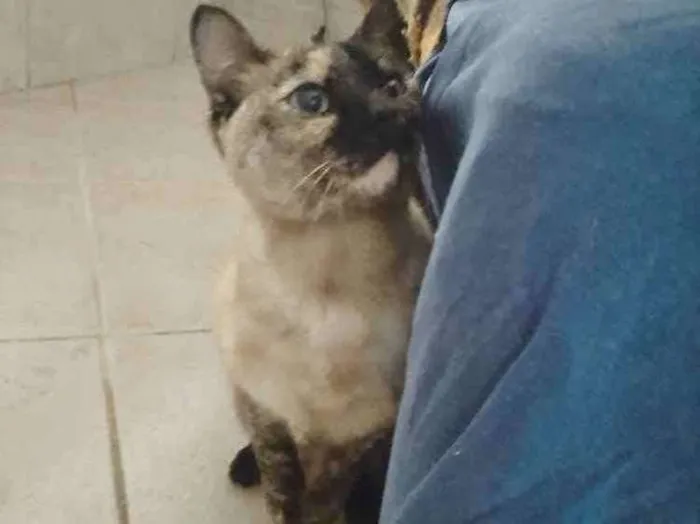 Gato ra a Siamês com viralatinha  idade 7 a 11 meses nome Nina Linda gatinha 