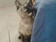 Nina Linda gatinha