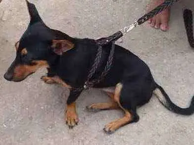 Cachorro ra a srd idade 1 ano nome Sem nome