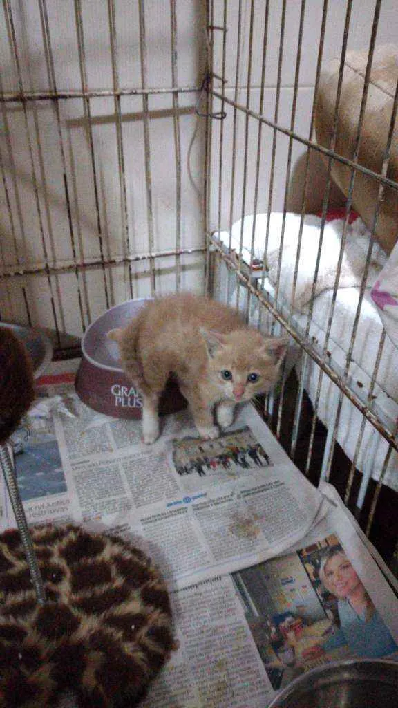 Gato ra a SRD idade 2 a 6 meses nome SOMENTE LARES TELADO
