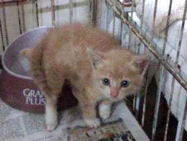 Gato ra a SRD idade 2 a 6 meses nome SOMENTE LARES TELADO