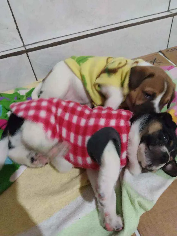 Cachorro raça SRD idade Abaixo de 2 meses nome Bebês