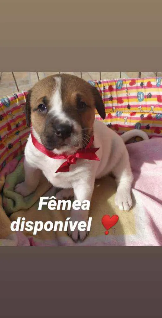 Cachorro raça SRD idade Abaixo de 2 meses nome Bebês