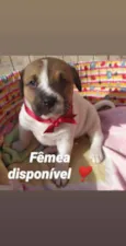 Bebês