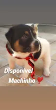 Bebês