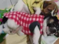 Bebês