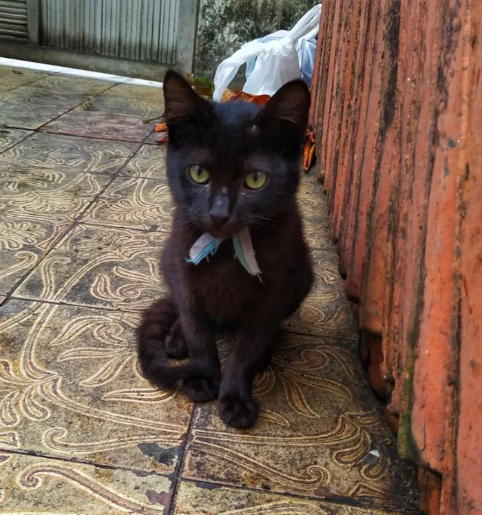 Gato ra a sem raça definida idade 2 a 6 meses nome Baguera