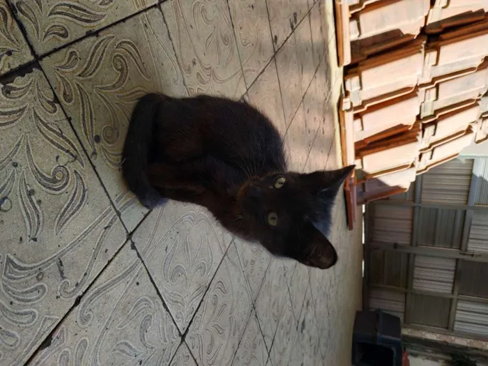 Gato ra a sem raça definida idade 2 a 6 meses nome Baguera