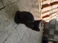 Baguera