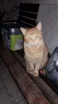 Tião