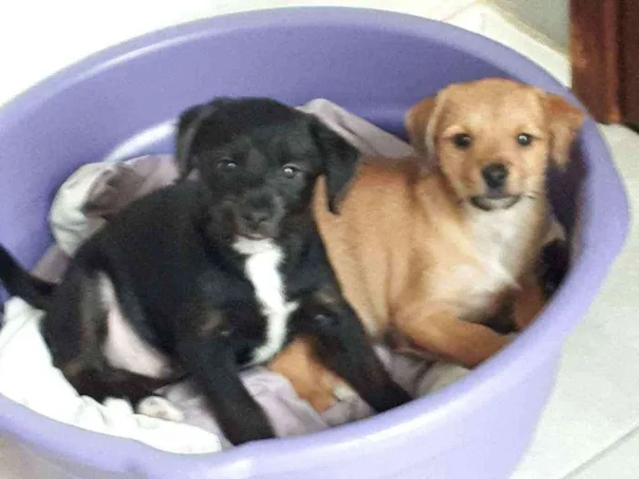 Cachorro ra a Srd idade 2 a 6 meses nome Caramelo