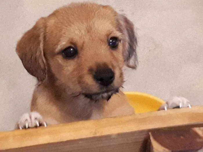 Cachorro ra a Srd idade 2 a 6 meses nome Caramelo