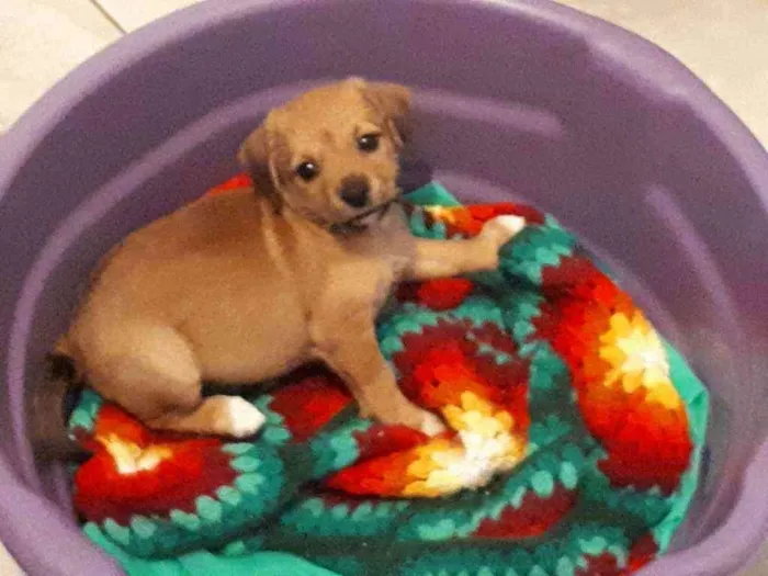 Cachorro ra a Srd idade 2 a 6 meses nome Caramelo