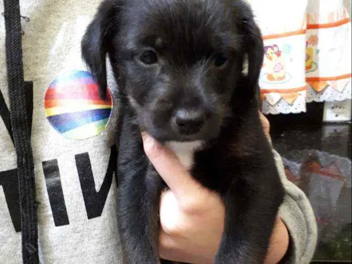 Cachorro ra a Srd idade 2 a 6 meses nome Queridão 
