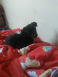 Spaike