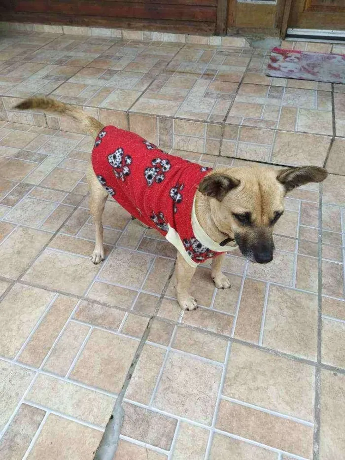 Cachorro raça SRD idade 2 anos nome Nina