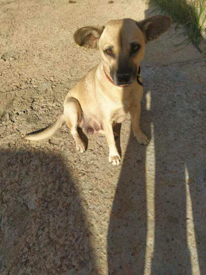 Cachorro raça SRD idade 2 anos nome Nina