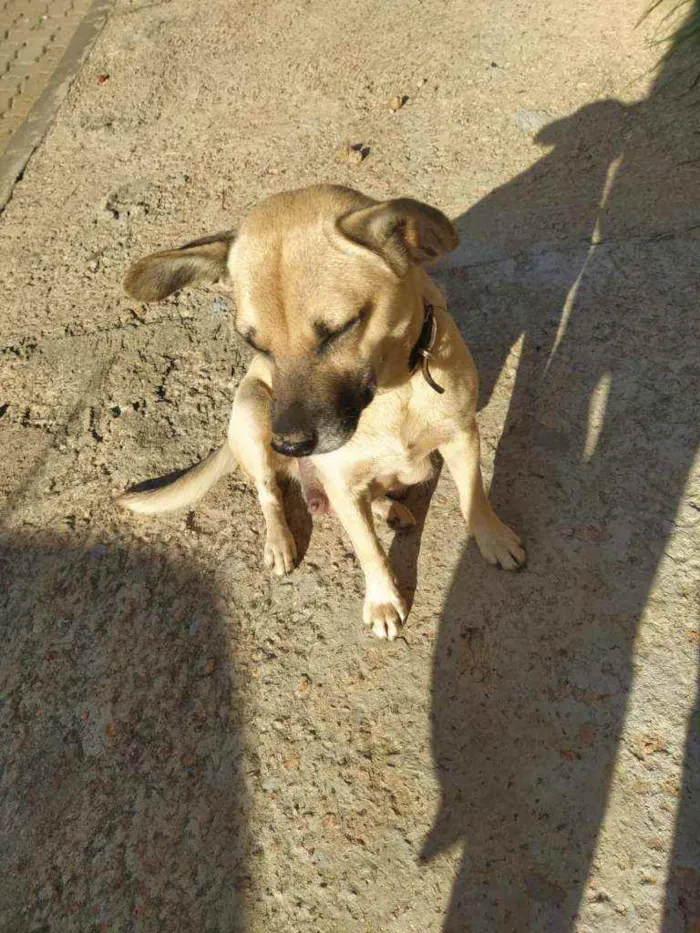 Cachorro raça SRD idade 2 anos nome Nina