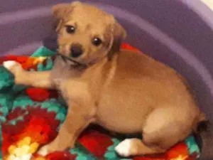 Cachorro raça Srd idade 2 a 6 meses nome Caramelo