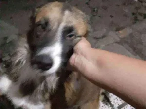 Cachorro raça Srd idade 1 ano nome Spaik