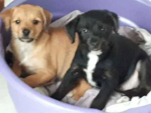 Cachorro raça Srd idade 2 a 6 meses nome Caramelo