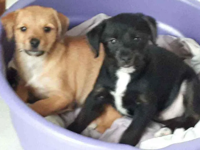 Cachorro ra a Srd idade 2 a 6 meses nome Caramelo