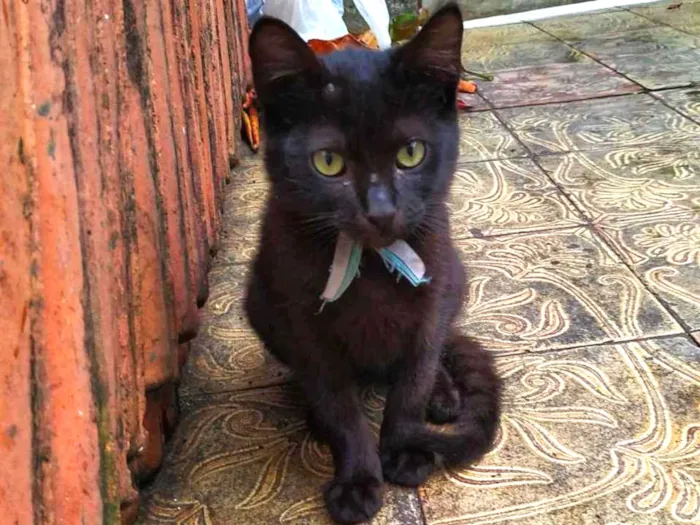Gato ra a sem raça definida idade 2 a 6 meses nome Baguera