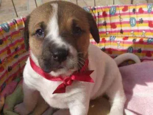 Cachorro raça SRD idade Abaixo de 2 meses nome Bebês