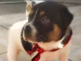 Bebês