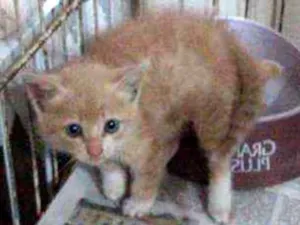 Gato raça SRD idade 2 a 6 meses nome SOMENTE LARES TELADO