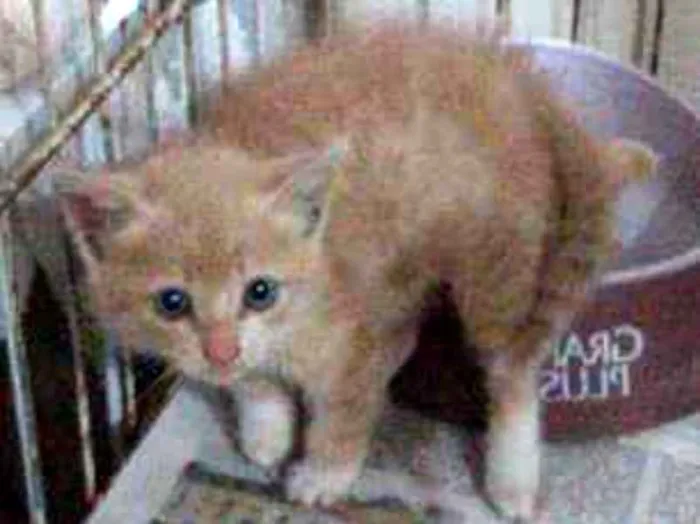 Gato ra a SRD idade 2 a 6 meses nome SOMENTE LARES TELADO
