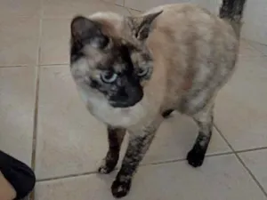 Gato raça Siamês com viralatinha  idade 7 a 11 meses nome Nina Linda gatinha 
